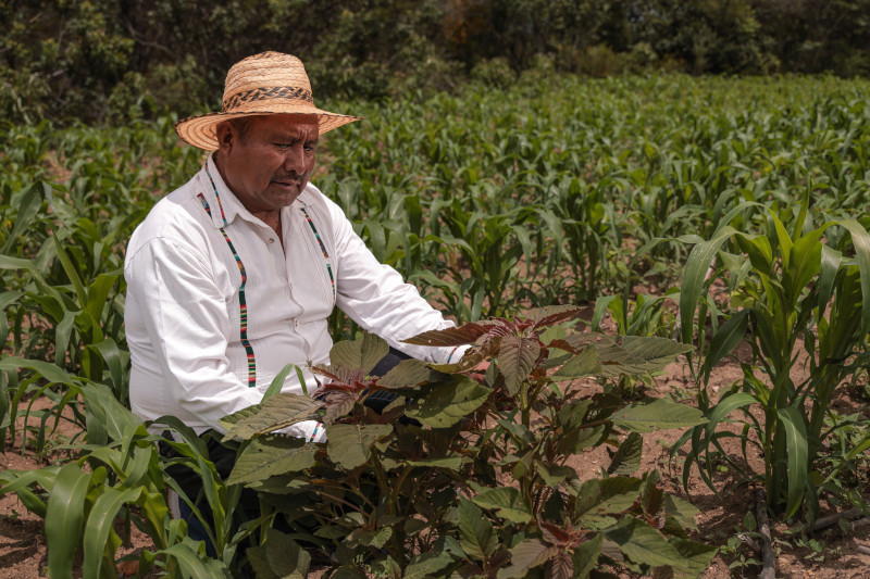 Jesús, miembro del Centro de Desarrollo Integral Campesino de la Mixteca, socio local de CRS, cree que cuidar el suelo y reforestar, le ha permitido a su comunidad crear resiliencia frente a las sequías severas. Foto por Silvelight/Oscar Leiva para CRS.