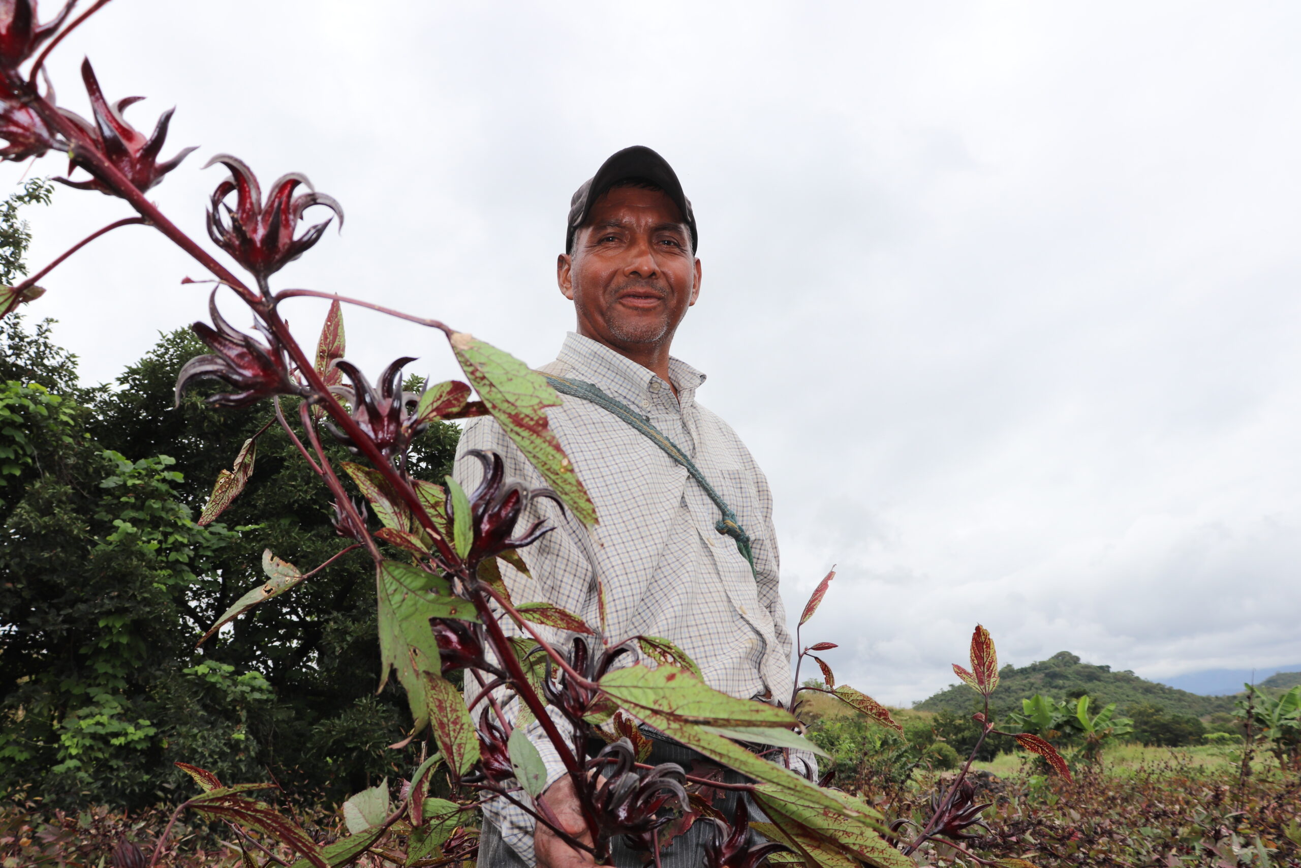 Programa de CRS apoya a agricultores de Rosa Jamaica